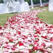 Flower Aisle Rose